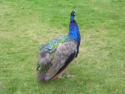 Scone Palace Peacock.